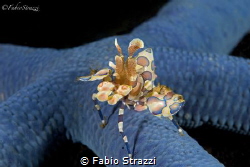 An Harlequin shrimp on a  blue seastar by Fabio Strazzi 